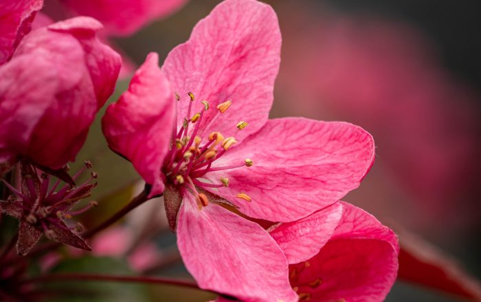 A closeup of plum blossom in a garden under the sunlight with a blurry background